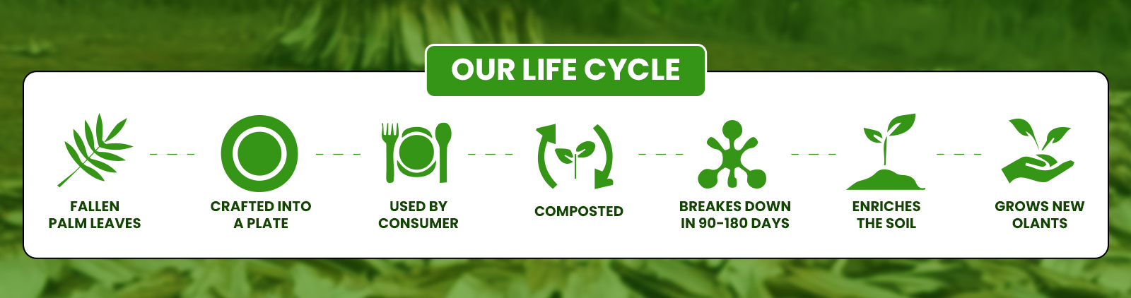 Our Life Cycle copy